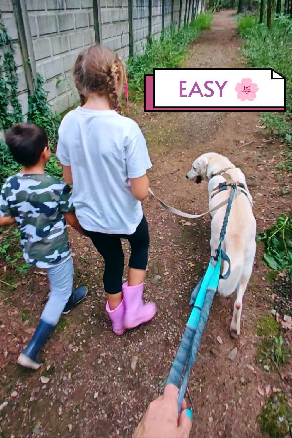 Splendida Labrador - EASY Foto 4